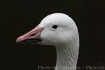 Snow goose