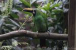 Black-throated toucanet