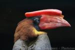 Northern rufous hornbill