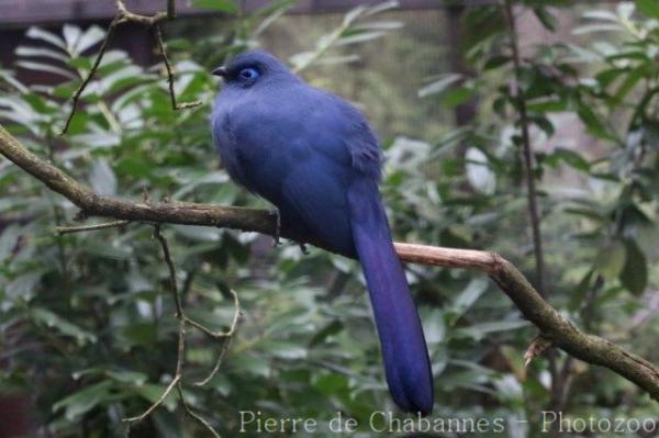 Blue coua