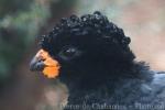 Red-billed curassow