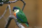 Orange-breasted fig-parrot