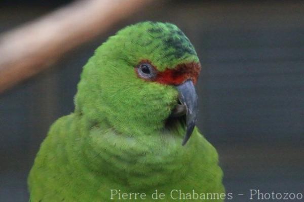 Slender-billed parakeet