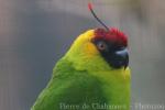 Horned parakeet