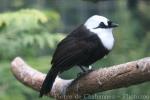 Sumatran laughing-thrush