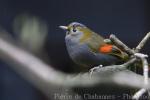 Grey-cheeked liocichla