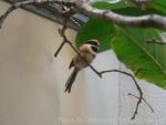 Black-throated tit *