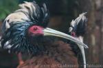 Madagascar crested ibis