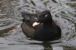 White-winged scoter