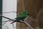 Plum-faced lorikeet