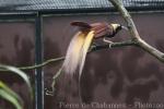 Greater bird-of-paradise