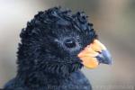 Red-billed curassow