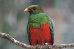 Golden-headed quetzal