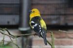 Yellow grosbeak