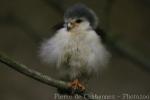 African pygmy-falcon