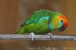 Large fig-parrot