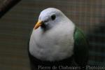 Black-chinned fruit-dove