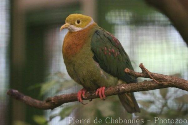 Pink-spotted fruit-dove