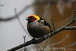 Flame-faced tanager