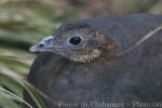 Solitary tinamou