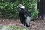 Andean condor