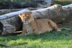 East-African (Katanga) lion