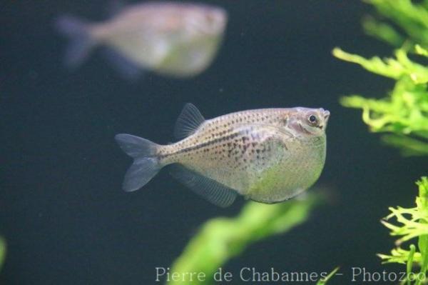 Spotfin hatchetfish