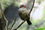 Red-browed firetail