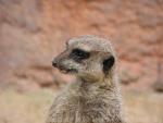 Slender-tailed meerkat