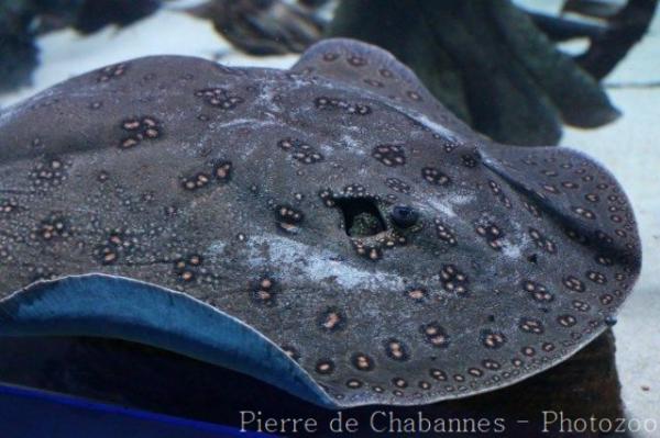 South American freshwater stingray