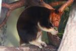 Goodfellow's tree-kangaroo