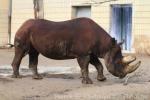 Southern black rhinoceros