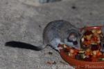 Asian garden dormouse