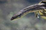 Eastern long-necked turtle