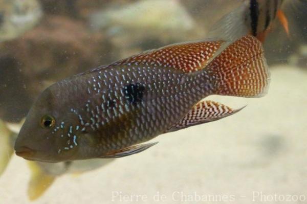 Pearl cichlid