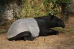 Malayan tapir