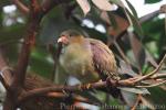 African green-pigeon