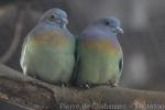 Pink-necked green-pigeon