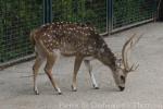 Chital