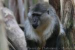 Golden-bellied mangabey