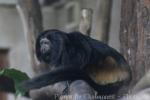 Black lion tamarin