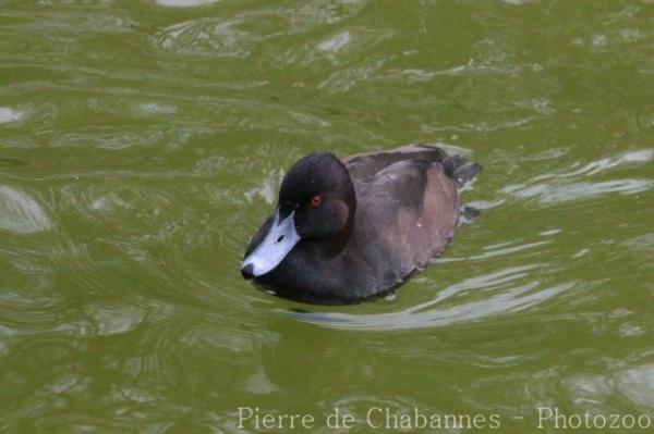 Southern pochard