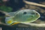 Orangetail acara