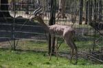 Southern gerenuk