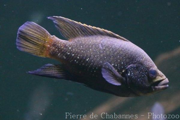 Pollen's tilapia