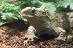 Tuatara