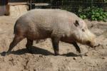 Bornean bearded pig