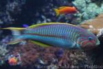 Klunzinger's wrasse