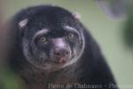 Mountain bear-cuscus