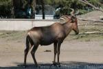 Red hartebeest